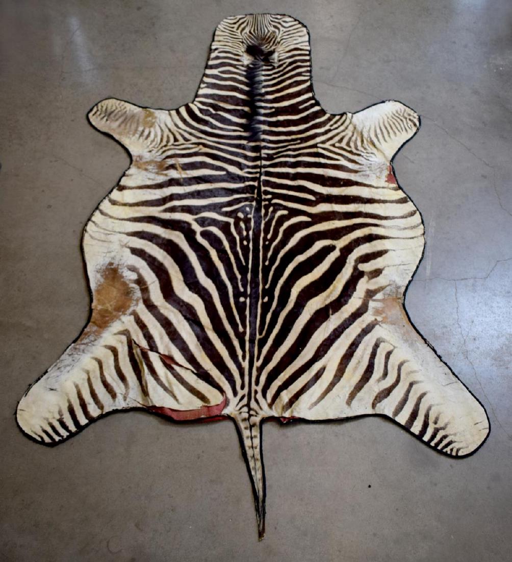 ZEBRA HIDE RUG, TAXIDERMY, APPROX. 82" x 127": Zebra hide rug sewn on brown material backing, tears largest measurement including tail, approx. 82" x 127" Start Price: $300.00