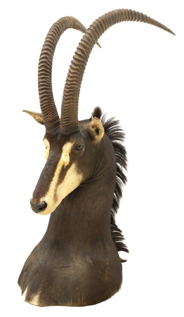 COMMON SABLE ANTELOPE TAXIDERMY TROPHY: Common Sable antelope shoulder taxidermy, approx. 48.5"h, 16.5"w, 30.5"d Start Price: $150.00