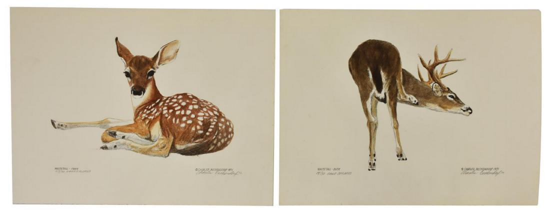 (2) CHARLES BECKENDORF HAND-COLORED DEER LITHOS: (lot of 2) Unframed hand-colored lithographs, pencil signed Charles Beckendorf (Texas, 1930-1996), and dated 1971 lower right, including: (1) "Whitetail - Fawn," numbered 23/ 30, (1) "Whitetail - Buck