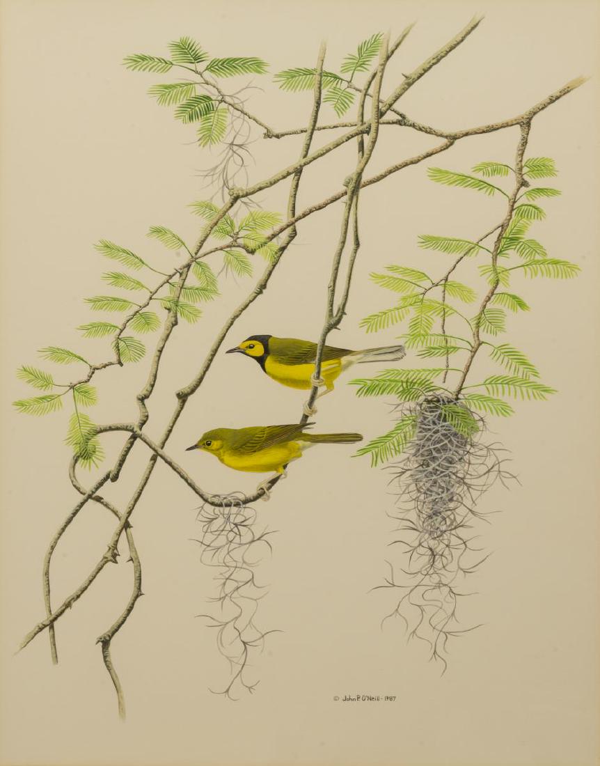JOHN P. O'NEILL (B.1942) WATERCOLOR BIRD PAINTING (1 of 4)