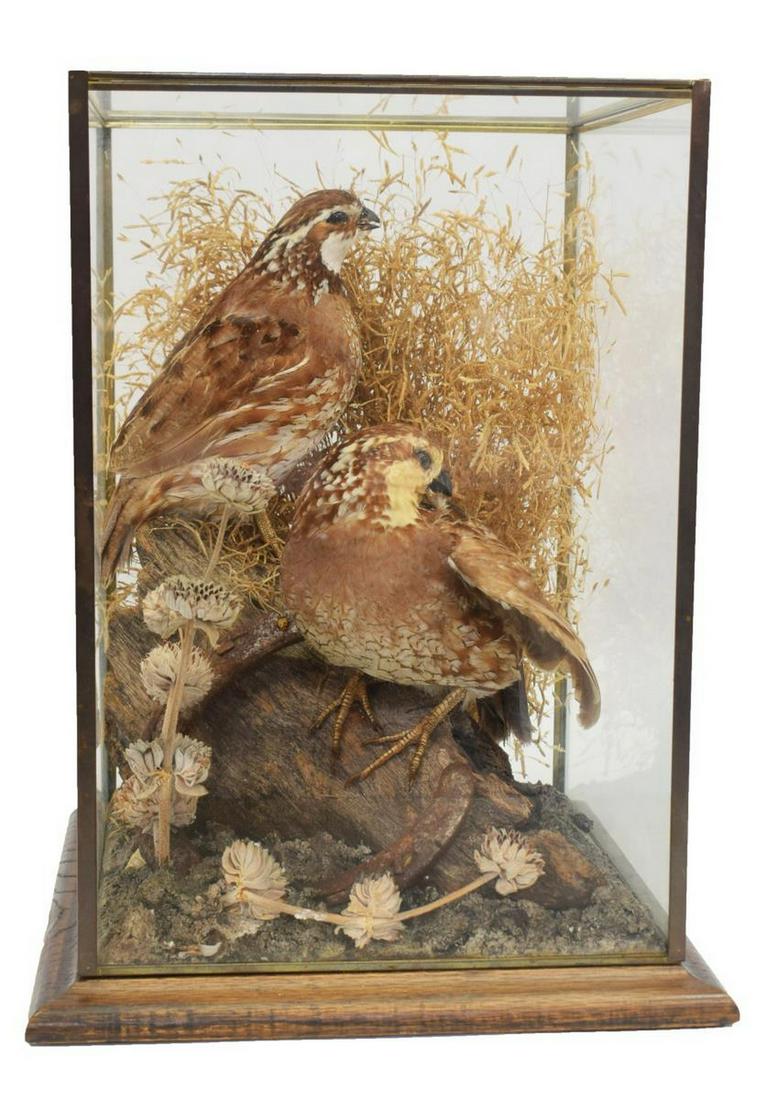 FULL BODY TAXIDERMY QUAILS UNDER GLASS CASE: Full body taxidermy quails, two quails shown in naturalistic pose, both perched atop log, (one) posed picking at dried grass, (one) neck bent picking at plumage, all housed in glass case, approx 13"h,