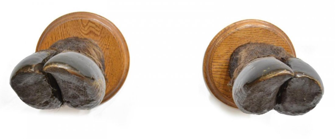 AFRICAN CAPE BUFFALO TAXIDERMY HOOVES RIFLE RACK: African Cape Buffalo taxidermy gun rack, taken in Okavango, Delta, Botswana, 1996, each mounted on circular wood base with fitting to hang, taxidermy by Woodbury, approx 7", 5"w, 11.5"d