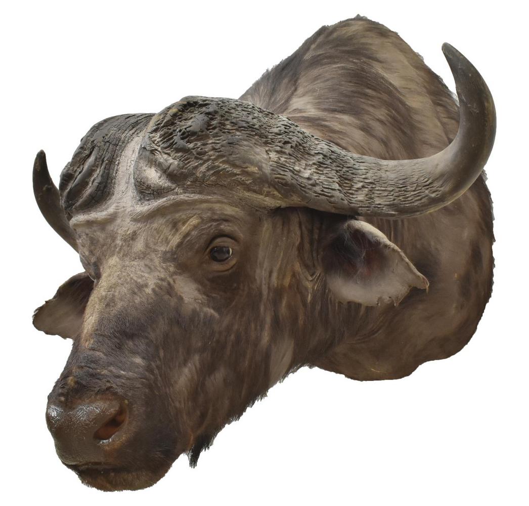 AFRICAN CAPE BUFFALO TAXIDERMY SHOULDER MOUNT: Large African Cape Buffalo taxidermy shoulder mount, Okavango, Delta, Botswana, shown head and neck lowered, by Woodbury Taxidermy, approx 38"h, 36.5"w, 43"d Start Price: $200.00