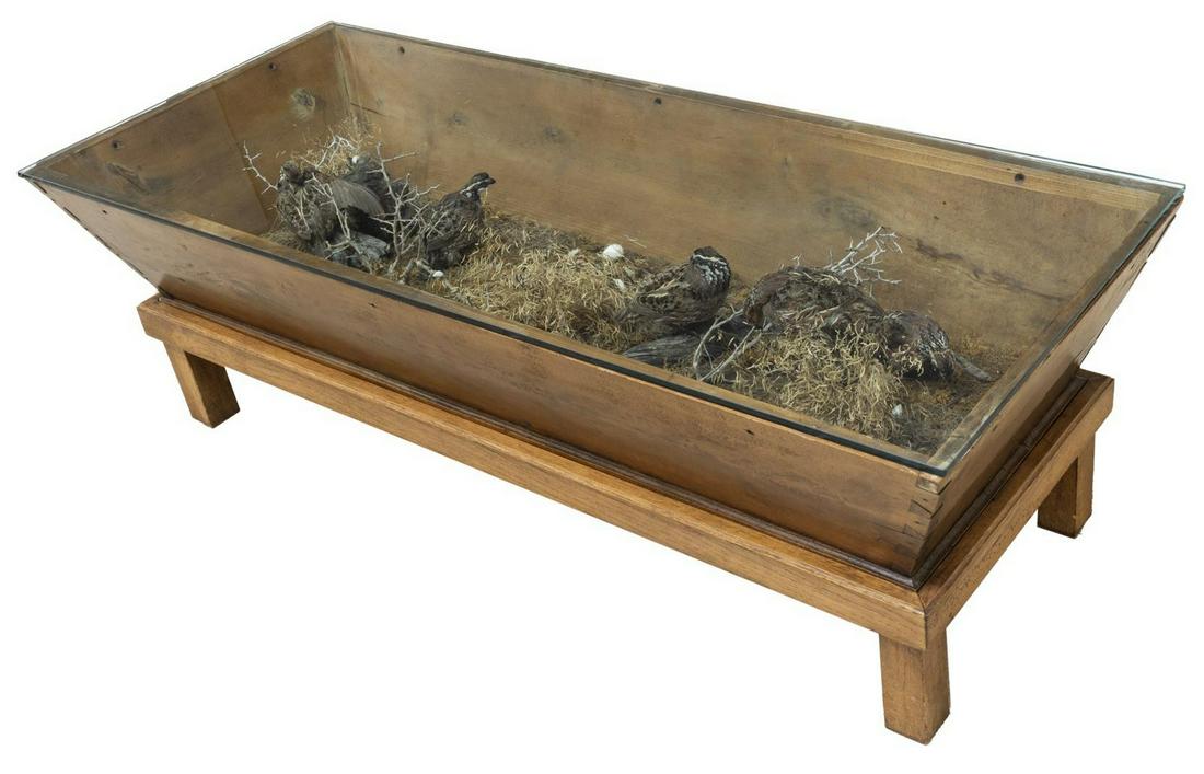 QUAIL TAXIDERMY 'COVEY' SCENE COFFEE TABLE: Quail covey taxidermy under glass fashioned as a coffee table, having six quails shown in their natural habitat, three perched atop logs, central hen surrounded by hatchlings, chicks, decorated with s