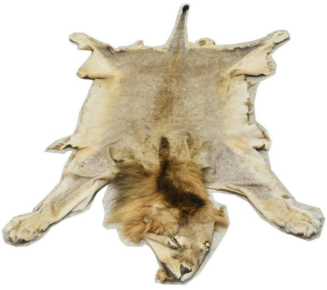 AFRICAN FULL BODY MALE LION SKIN TAXIDERMY: African full body male lion skin rug, taken in the Chobe region of Botswana, c. 2000, head, tail and paws, intact, some claws attached, internal frame has not been added to head, approx 108"l, 70"w, 1