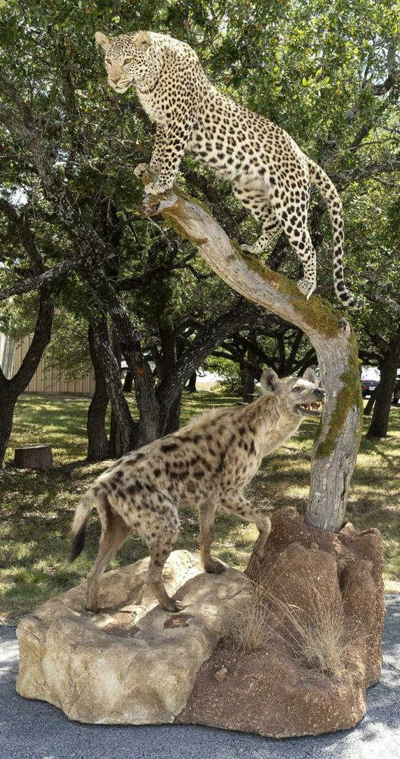 LARGE NATURAL FULL BODY LEOPARD & HYENA TAXIDERMY: Exceptional full body Leopard and Hyena taxidermy mounts, Okavango, Delta, Botswana, 1996, naturalistic game hunting scene showing a male spotted leopard standing on all fours upon a weathered tree br