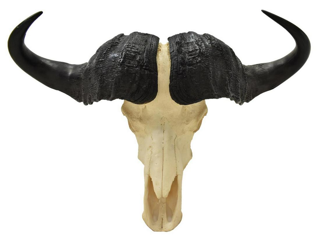 CAPE BUFFALO TAXIDERMY SKULL & HORN EUROPEAN MOUNT: Europeam mount taxidermy Cape Buffalo skull and horns, Okavango, Delta Botswana, 1996, approx 18.5"h, 35"w, 11"d Start Price: $200.00