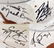 (4)TEXAS SIGNED MINI HELMETS McCOY, RICKY WILLIAMS - 6