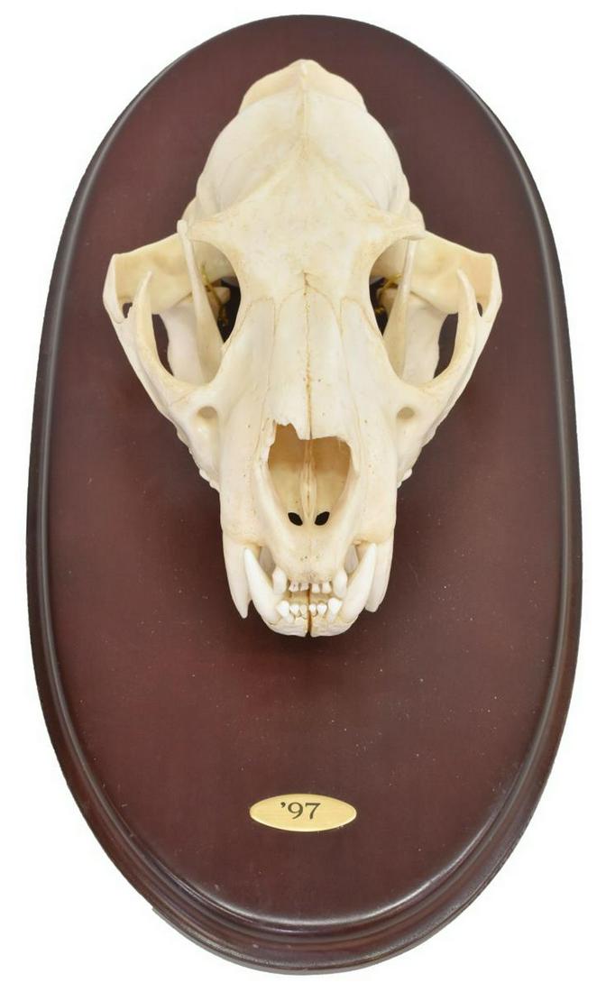 AFRICAN WILDLIFE LEOPARD TROPHY SKULL MOUNT: African leopard trophy skull, mounted on oval wood base, approx 4"h, 8.75"l, 5.25"w; mount: 5h, 15"l, 7.60"w, 2.9lbs total *SOLD ONLY TO TEXAS RESIDENTS* Start Price: $100.00