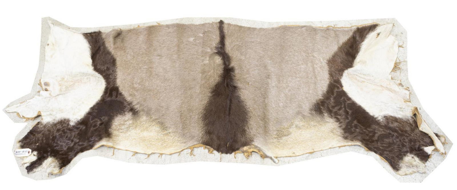 TANNED PARTIAL GEMSBOK HIDE, 29" X 74.5": Tanned partial Gemsbok hide, approx 29"l, 74.5"w, 4.75lbs Start Price: $50.00
