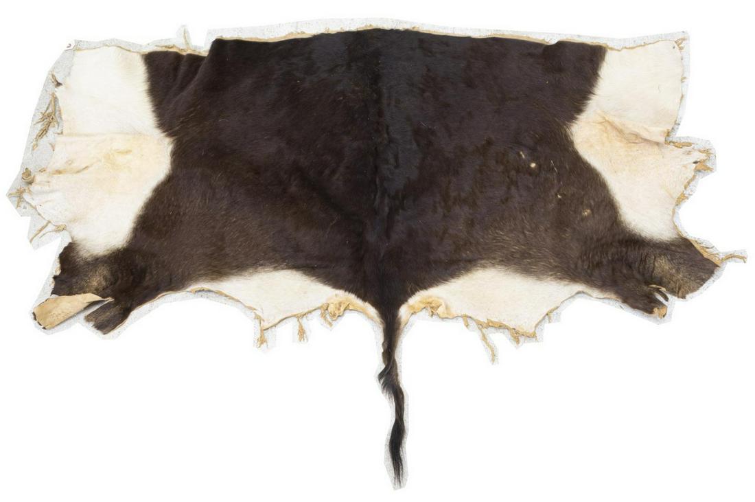 TANNED PARTIAL SABLE ANTELOPE HIDE, 44" X 59.25": Tanned partial sable antelope hide, approx 44"l, 59.25"w, 3.75lbs Start Price: $50.00