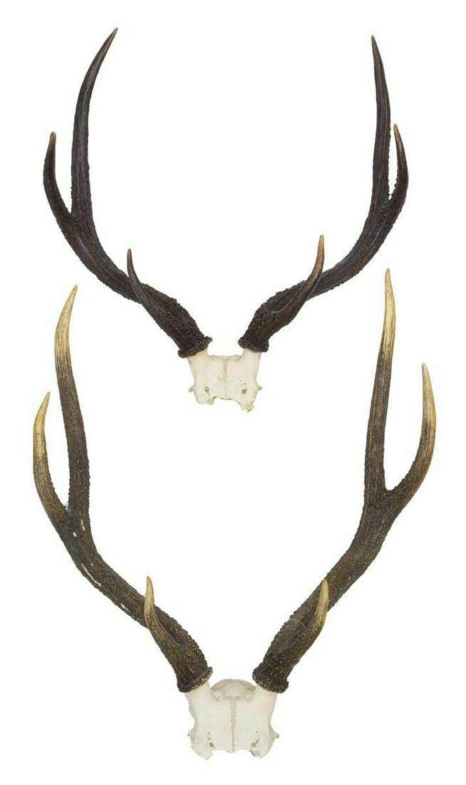 (2) MULE DEER ANTLER TROPHY MOUNTS (1 of 3)