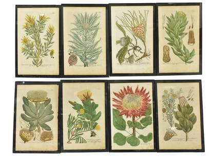 (8) COLORED BOTANICAL ENGRAVINGS, WEINMANN: (lot of 8) Framed botanical engravings with hand-coloring on paper, after Johann Wilhelm Weinmann (Germany, 1683-1741), comprising: (1) No. 891, (1) No. 892, (1) No. 893, (1) No. 897, (1) No. 898,