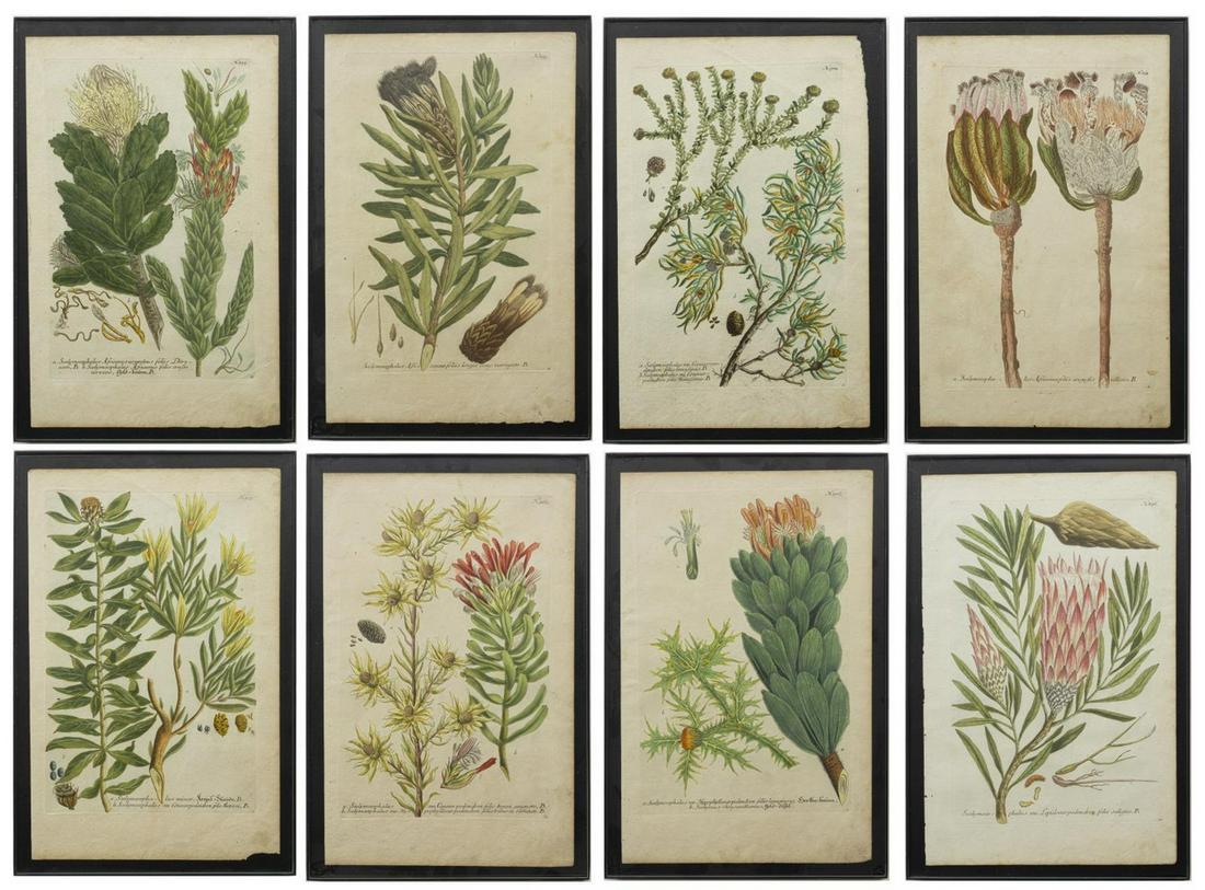 (8) COLORED BOTANICAL ENGRAVINGS, WEINMANN (1 of 10)