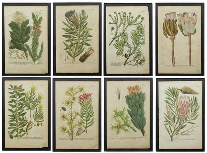 (8) COLORED BOTANICAL ENGRAVINGS, WEINMANN: (lot of 8) Framed botanical engravings with hand-coloring on paper, after Johann Wilhelm Weinmann (Germany, 1683-1741), comprising: (1) No. 894, (1) No. 895, (1) No. 896, (1) No. 899, (1) No. 903,