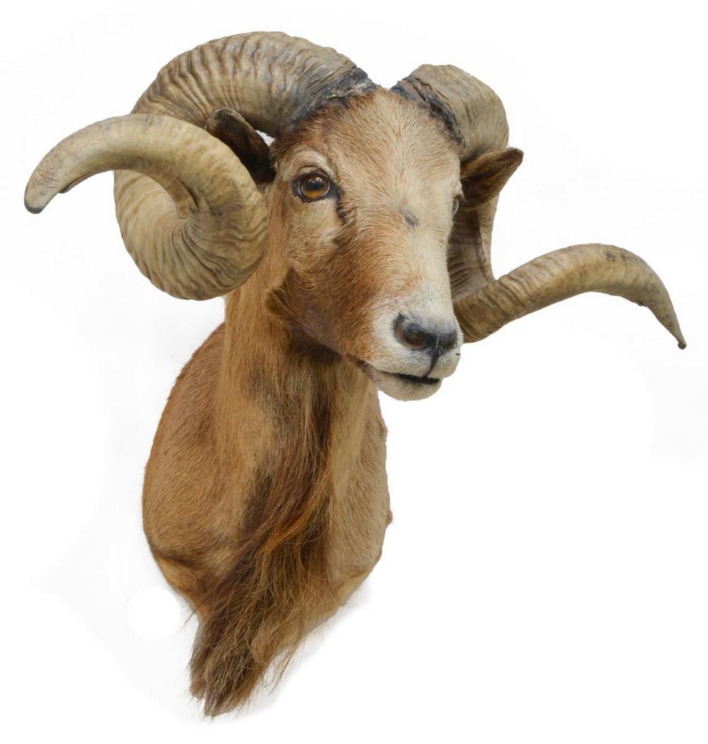 TAXIXERMY, CORSICAN RAM TAXIDERMY: Taxidermy, Corsican ram taxidermy mount, horns loose from skull and have been glued, 22.5"h, 23"w, 13"d, 11.25lbs Start Price: $50.00