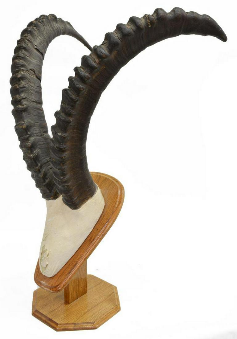 TAXIDERMY, SABLE ANTELOPE MOUNTED RINGED HORNS: Taxidermy, Sable antelope ringed mounted horns, overall including stand, 32"h, 21"w, 17.5"d, 18lbs Start Price: $60.00