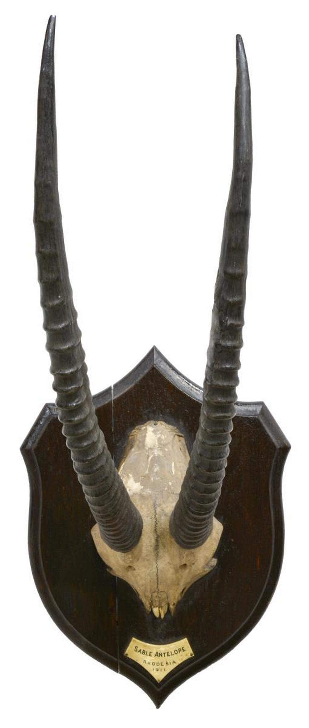 TAXIDERMY, SKULL MOUNT SABLE ANTELOPE, DATED 1911: Taxidermy, Sable skull mount on shield form wood plaque reading "Sable Antelope, Rhodesia, 1911", overall: 29.5"h, 12.75"w, 14.5"d, 5.6lbs Start Price: $80.00