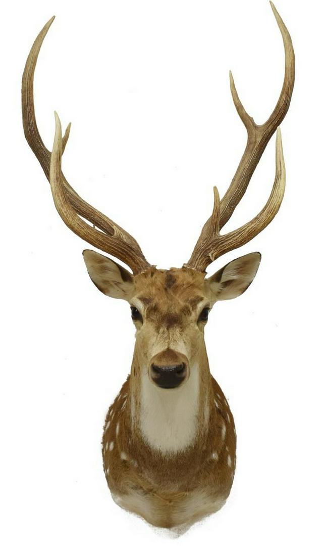 AXIS DEER TAXIDERMY SHOULDER MOUNT, 9PTS: Axis deer taxidermy shoulder mount, 9pts, approx 47"h, 22.5"w, 21"d **Provenance: Eight Point Ranch, Elgin, Texas** Start Price: $100.00