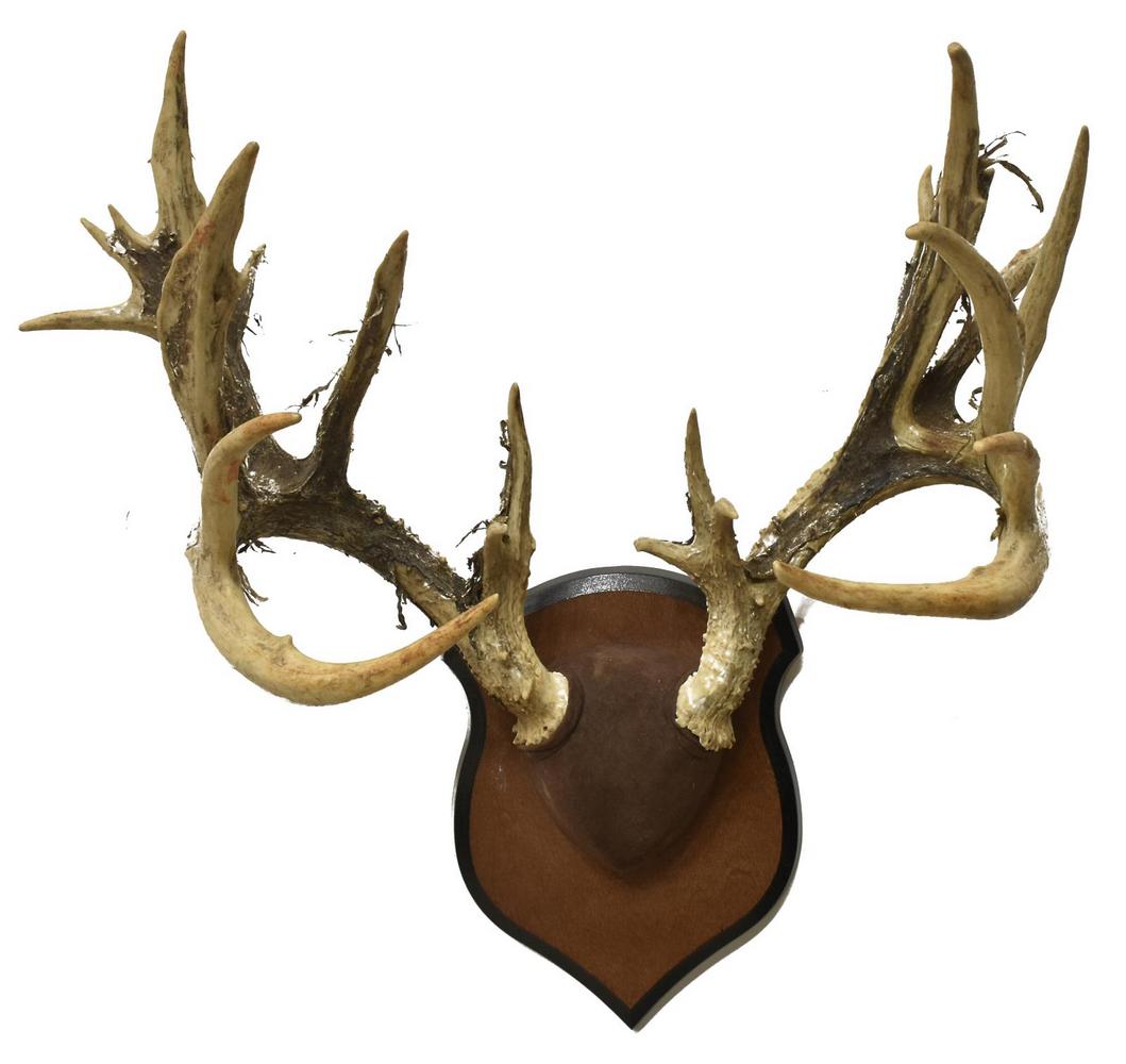TAXIDERMY WHITETAIL ANTLER MOUNT ABNORMAL 24 POINT: Taxidermy atypical Whitetail deer antler wall mount, 24 points, on shield-form plaque, approx 26"h, 24"w, 10.75"d, 7.1lbs **Provenance: Eight Point Ranch, Elgin, Texas** Start Price: $80.00