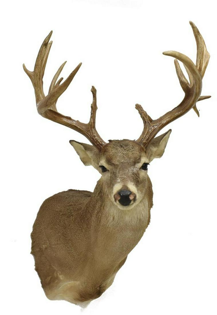 TAXIDERMY WHITETAIL DEER MOUNT, ABNORMAL 17 POINTS: Taxidermy Whitetail atypical deer mount, 17 points, approx 36"h, 23"w, 21"d **Provenance: Eight Point Ranch, Elgin, Texas** Start Price: $100.00