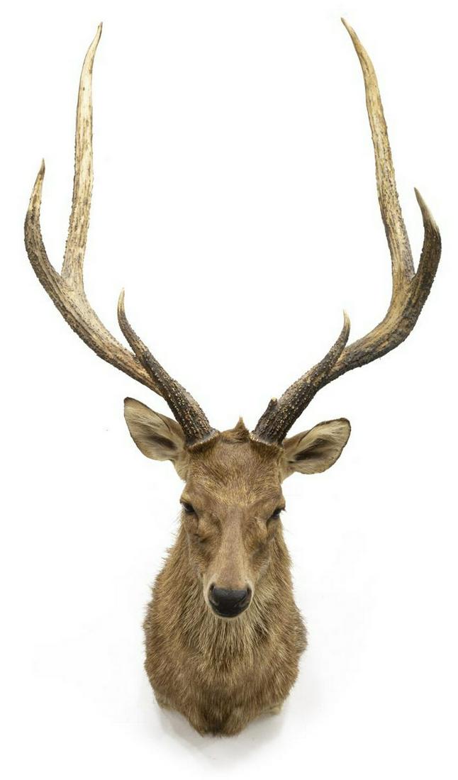 TAXIDERMY JAVAN RUSA DEER SHOULDER MOUNT: Taxidermy, Javan Rusa Deer shoulder mount, approx 52"h, 26"w, 23"d **Provenance: Eight Point Ranch, Elgin, Texas** Start Price: $150.00