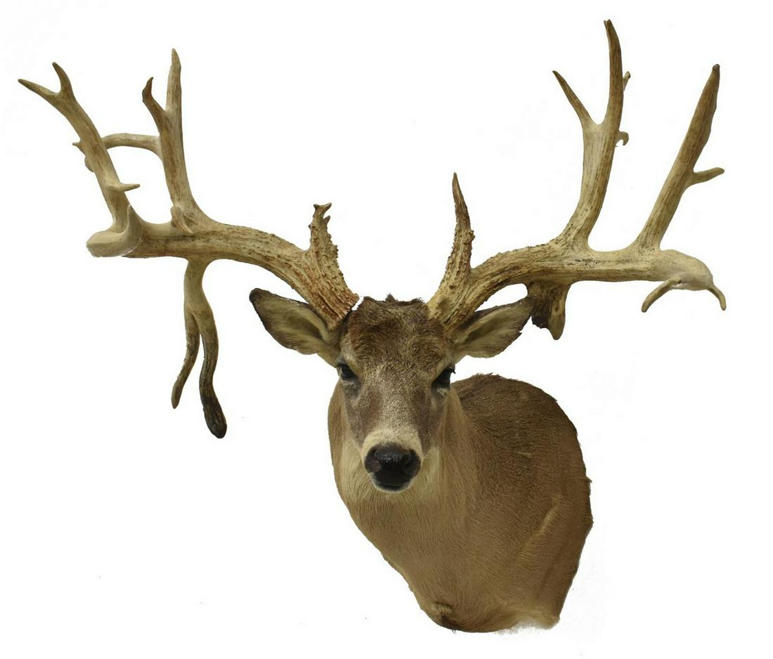 TAXIDERMY WHITETAIL DEER MOUNT, ABNORMAL 20 POINTS: Taxidermy Whitetail atypical deer mount, 20 points, approx 43"h, 33"w, 23"d **Provenance: Eight Point Ranch, Elgin, Texas** Start Price: $100.00