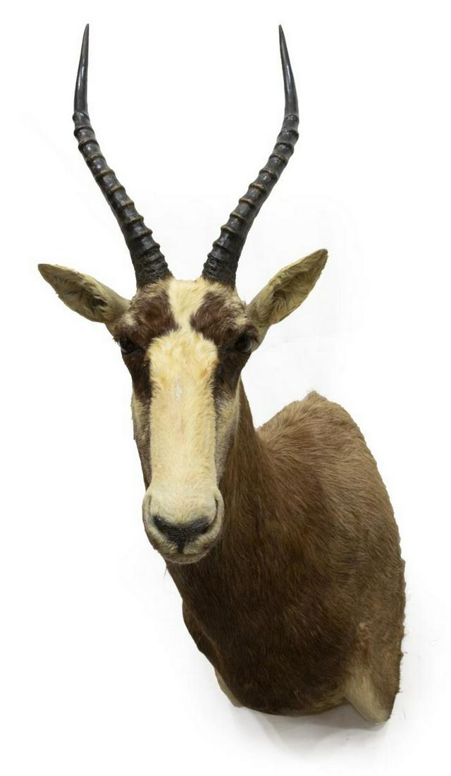 TAXIDERMY BLESBOK ANTELOPE SHOULDER MOUNT: Taxidermy, Blesbok antelope, approx 34.5"h, 11"w, 23.5"d **Provenance: Eight Point Ranch, Elgin, Texas** Start Price: $100.00
