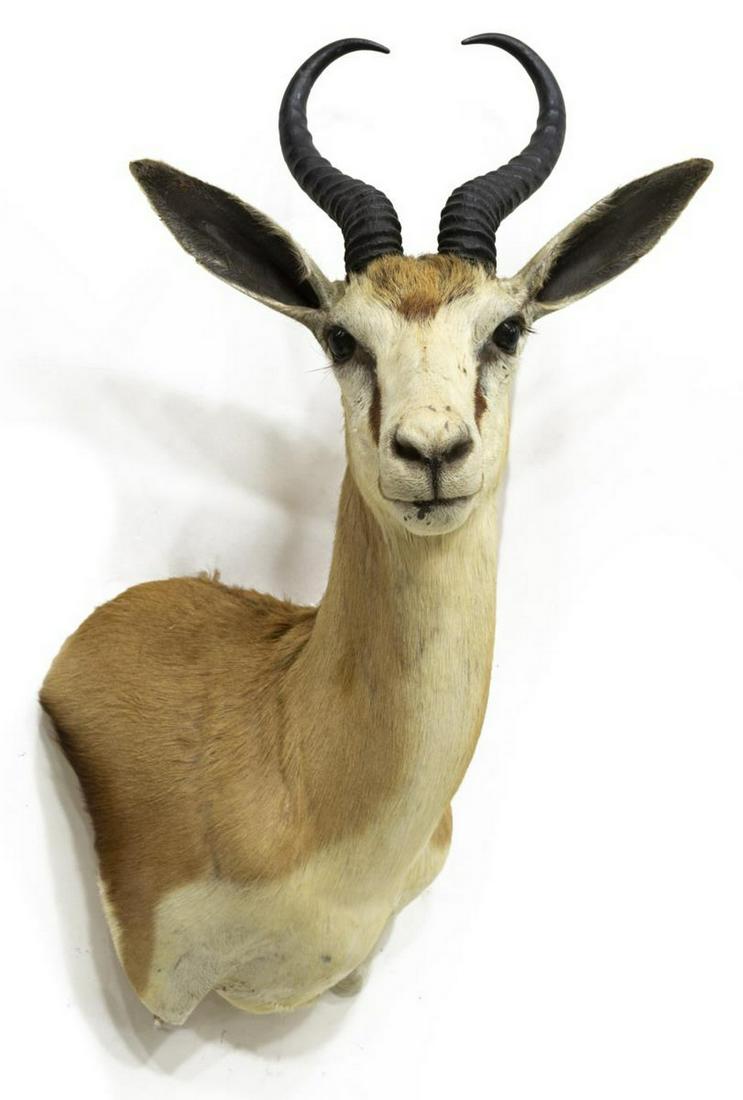 TAXIDERMY SPRINGBOK ANTELOPE SHOULDER MOUNT: Springbok Antelope shoulder mount, approx 26"h, 18"w, 14"d **Provenance: Eight Point Ranch, Elgin, Texas** Start Price: $100.00