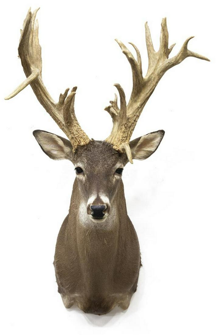 TAXIDERMY WHITETAIL DEER MOUNT, ABMORMAL 26 POINTS: Taxidermy Whitetail atypical deer mount, 26 points, approx 38"h, 23"w, 22"d **Provenance: Eight Point Ranch, Elgin, Texas** Start Price: $100.00
