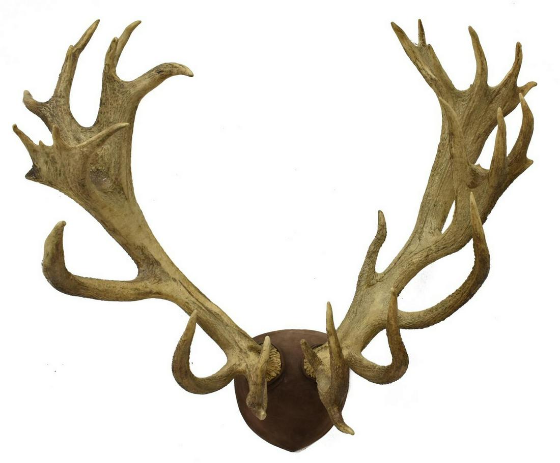 TAXIDERMY RED STAG ANTLER MOUNT, ABNORMAL 34 POINT: Taxidermy atypical Red Stag deer antler wall mount, 34 points, approx 40"h, 40"w, 18"d **Provenance: Eight Point Ranch, Elgin, Texas** Start Price: $150.00