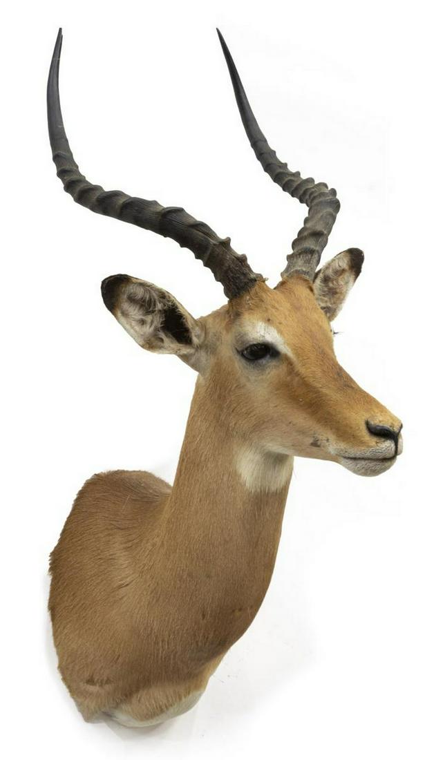 TAXIDERMY IMPALA SHOULDER MOUNT: Taxidermy, Impala shoulder mount, approx 36"h, 16"w, 21.5"d **Provenance: Eight Point Ranch, Elgin, Texas** Start Price: $100.00
