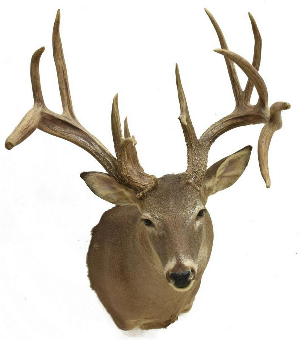 TAXIDERMY WHITETAIL DEER MOUNT, ABNORMAL 15 POINTS: Taxidermy Whitetail atypical deer mount, 15 points, approx 47"h, 23"w, 22"d **Provenance: Eight Point Ranch, Elgin, Texas** Start Price: $100.00