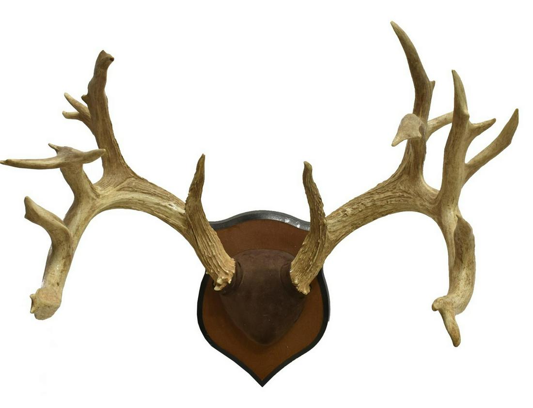 TAXIDERMY WHITETAIL ANTLER MOUNT ABNORMAL 22 POINT: Taxidermy atypical Whitetail deer antler wall mount, 22 points, on shield-form plaque, approx 22"h, 27"w, 17"d, 10.5lbs **Provenance: Eight Point Ranch, Elgin, Texas** Start Price: $80.00