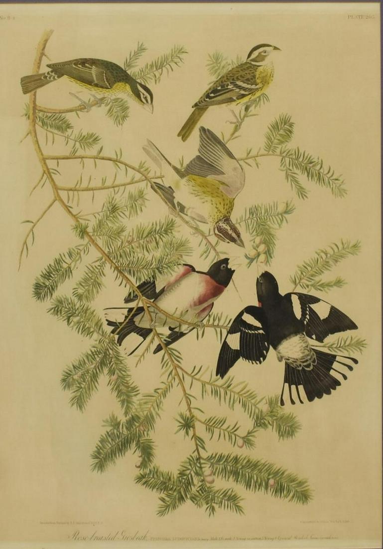 JOHN JAMES AUDUBON ORNITHOLOGY BIEN LITHOGRAPH: Framed chromolithograph on paper, "Rose-breasted Grosbeak," plate 205, after John James Audubon (United States, 1785-1851), lithograph by Julius Bien (Germany, United States, 1826-1909), New York, 186