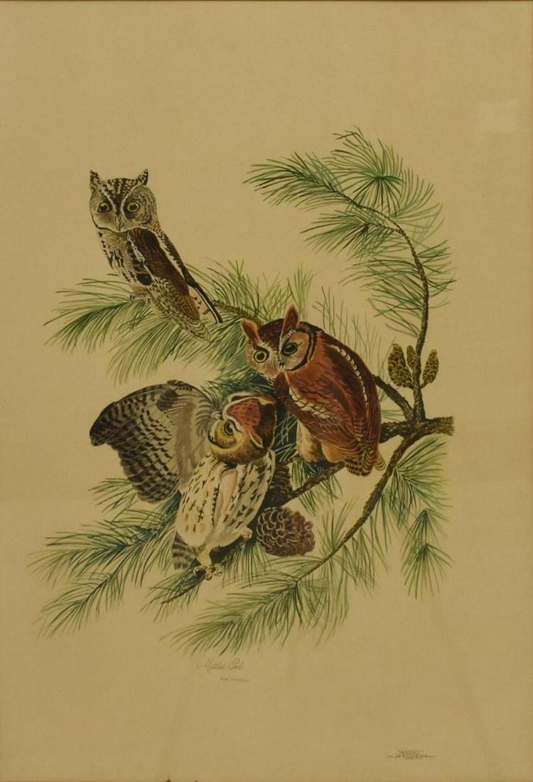 LOIS J. LESTER WATERCOLOR COPY OF AUDUBON OWLS: Framed watercolor painting on paper, Mottled Owls, signed lower right Lois J. Lester (American, 20th c.), after John James Audubon (American, 1785-1851), sight: approx 34"h, 24"w, overall: approx 42.5