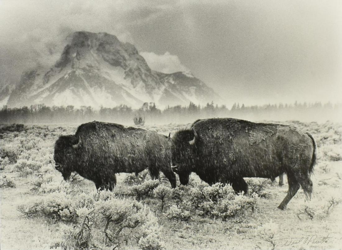 NEAL PARENT PHOTOGRAPHIC PRINT BUFFALO IN RAIN: Framed photographic print on paper, "Memorial Day Storm," signed lower right Neal Parent (Maine, 20th c.), titled and numbered 11/ 200 on mat at lower left, sight: approx 16.75"h, 22.75"w, overall: ap