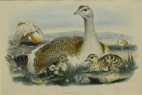 GOULD BIRDS OF GREAT BRITAIN OTIS TARDA LITHOGRAPH: Framed lithograph on paper, "Otis Tarda" (Great Bustard), from John Gould's (English, 1804-1881) "Birds of Great Britain," after the original drawing by Joseph Wolf (German, 1820-1899), lithograph pro