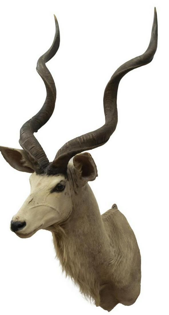 TAXIDERMY AFRICAN KUDU ANTELOPE TROPHY MOUNT: Taxidermy, African Kudu antelope, approx 62"h, 24"w, 31.5"d Start Price: $200.00