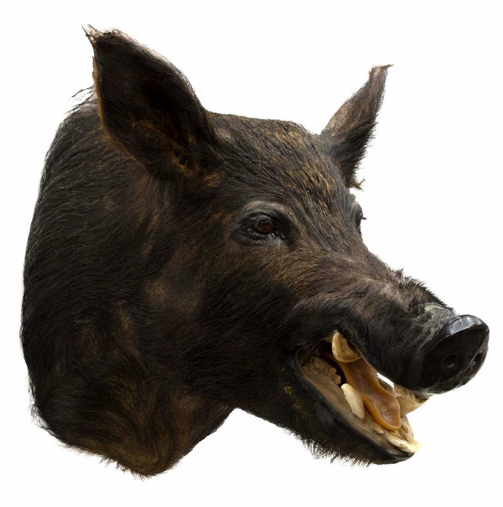 TAXIDERMY WILD BOAR TROPHY MOUNT: Taxidermy, Wild Boar trophy mount, approx 21"h, 17"w, 22.5"d Start Price: $100.00