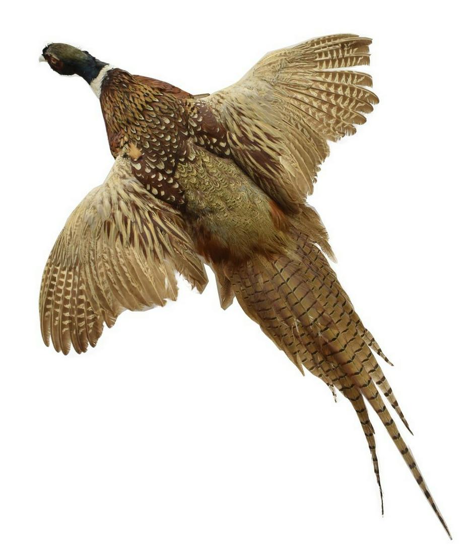 TAXIDERMY RING-NECK PHEASANT MOUNT: Pheasant taxidermy trophy mount, mounted on wood, wings spread in flight pose, approx 38"h, 26"w, 11"d Start Price: $80.00