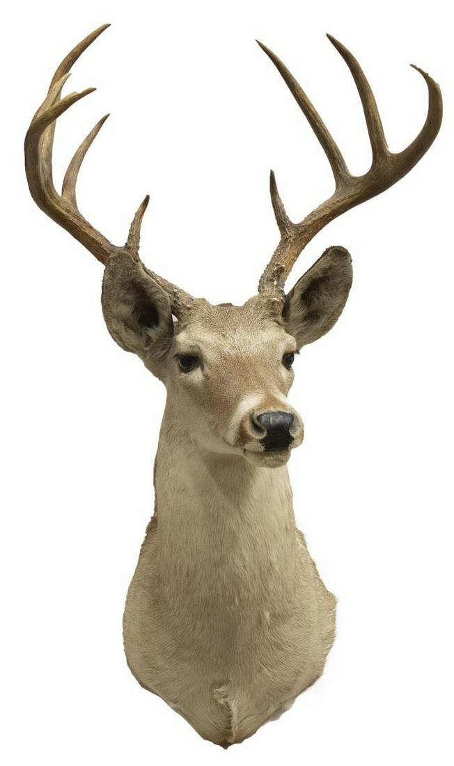 TAXIDERMY WHITETAIL DEER 10-POINT TROPHY MOUNT: Taxidermy, Whitetail Deer 10-point trophy mount, approx 36"h, 19.5"w, 22"d Start Price: $80.00