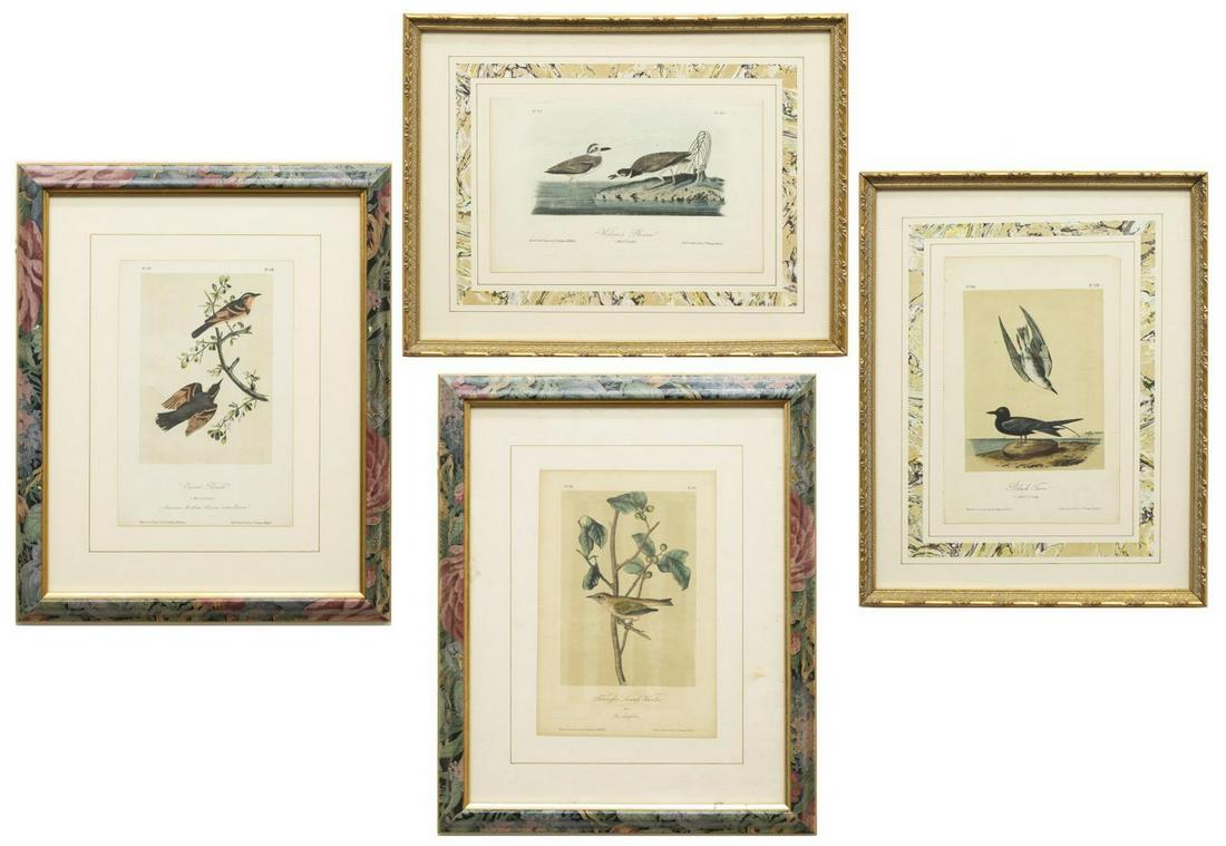 (4) FRAMED AUDUBON BIRDS OF AMERICA LITHOGRAPHS: (lot of 4) Framed hand-colored ornithology lithographs on paper, from "The Birds of America," John James Audubon (American, 1785-1851), comprising: (1) "Wilson's Plover," (1) "Black Tern," (1) "Varied