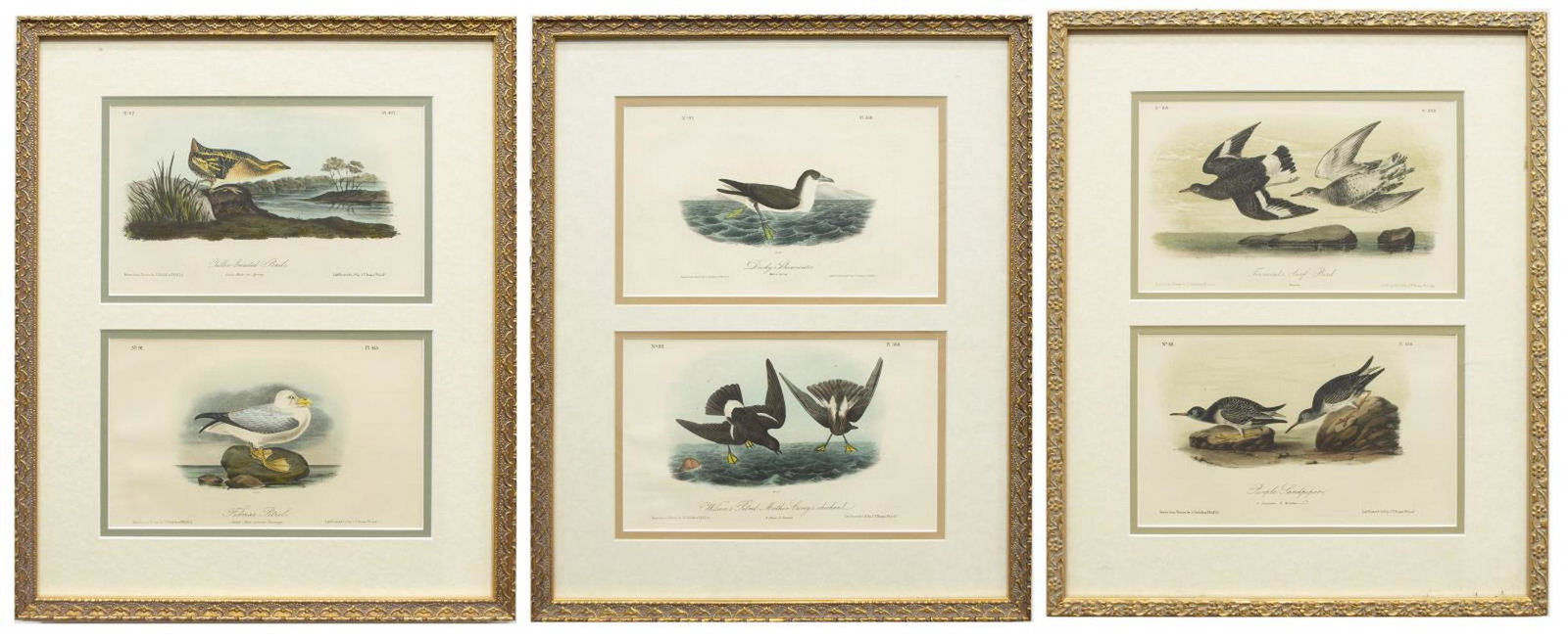 (3) FRAMED AUDUBON BIRDS OF AMERICA LITHOGRAPHS: (lot of 3) Framed hand-colored ornithology lithographs on paper, from "The Birds of America," John James Audubon (American, 1785-1851), comprising: (1) "Dusky Shearwater" and "Wilson's Petrel - Mother