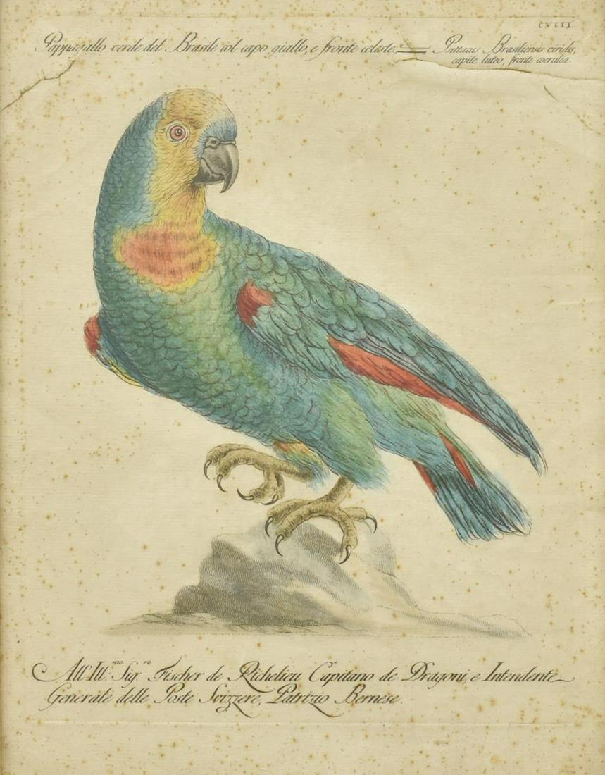 SAVERIO MANETTI (D.1784) AMAZON PARROT ENGRAVING (1 of 3)