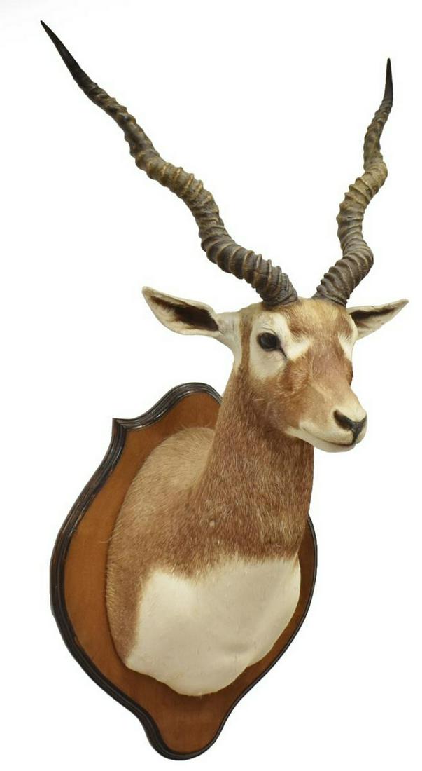 TAXIDERMY INDIAN BLACKBUCK SHOULDER MOUNT (1 of 3)