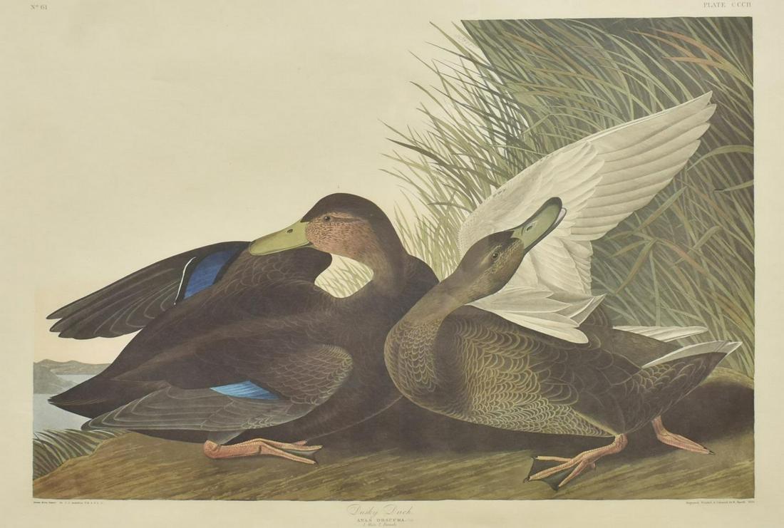FRAMED 'DUSKY DUCK' PRINT AFTER J.J. AUDUBON (1 of 5)