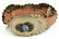 NATIVE AMERICAN TURQUOISE & CORAL CONCHO BELT