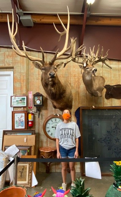 MONUMENTAL ELK TAXIDERMY SHOULDER MOUNT, 14 POINTS: Elk taxidermy shoulder mount, 14 points, approx 98"h, 43"w, 54"d Start Price: $200.00