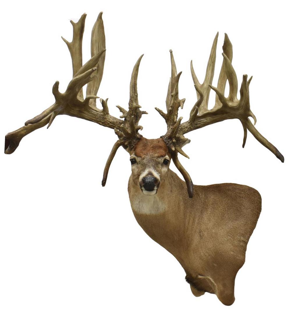 TAXIDERMY DEER TROPHY MOUNT ABNORMAL FAUX ANTLERS: Large taxidermy deer trophy mount, 60 points, faux removable antlers with an abnormal number of points, fitted on rotating iron wall mount, approx 45"h, 42"w, 43"d **Provenance: Eight Point Ranch, Elg